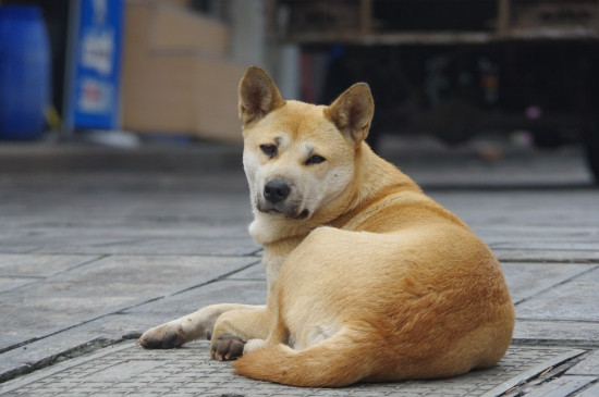 狗狗睡房间对主人身体有害吗