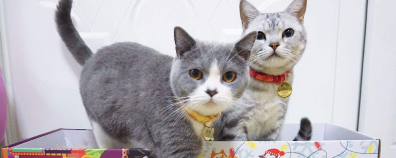 两只猫打架处理办法