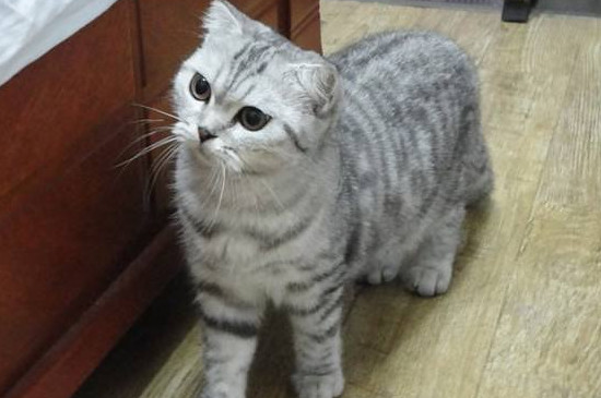 渐层猫优缺点