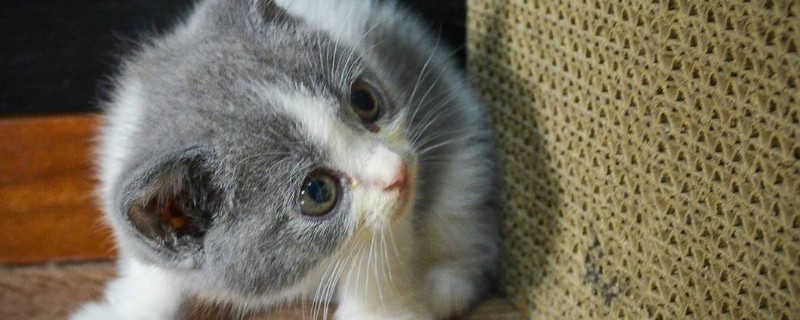 猫寿命一般多少年