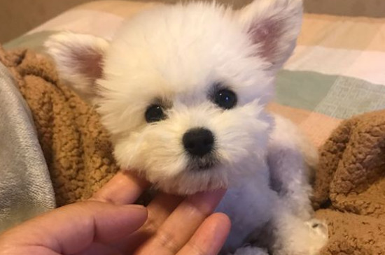 泰迪有几种颜色