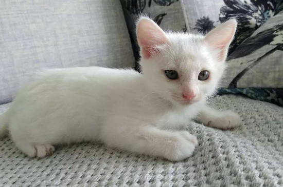 猫头顶有个小硬疙瘩不掉毛