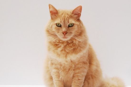 猫耳螨传染人吗