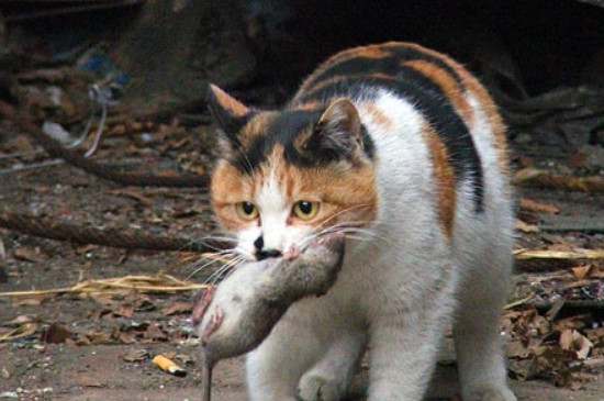 猫为什么会抓老鼠