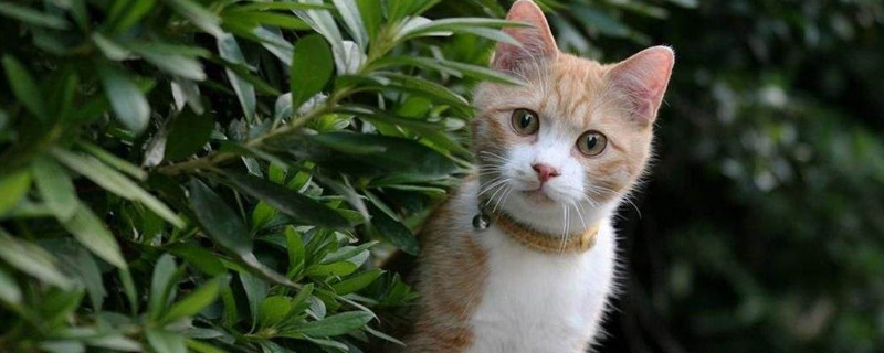 猫嘴巴没东西却在咀嚼