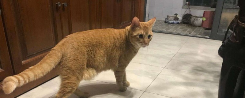 猫喜欢在床上拉尿怎么办