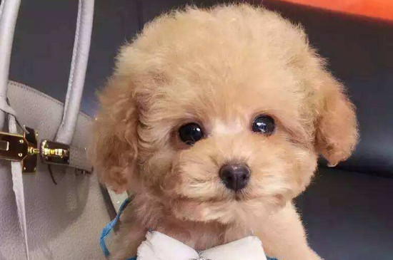 养泰迪犬对人的危害