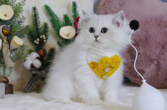 猫为什么要绝育