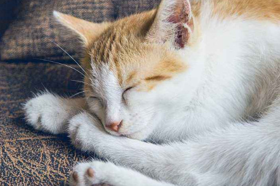 猫能吃酸奶吗