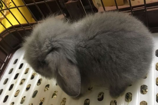 如何训练垂耳兔不乱咬东西