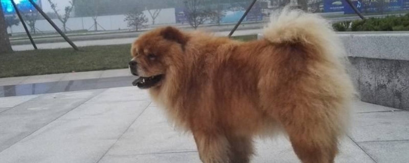 松狮临死之前的症状