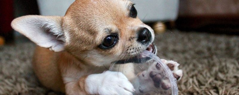 小鹿狗为什么不能打它