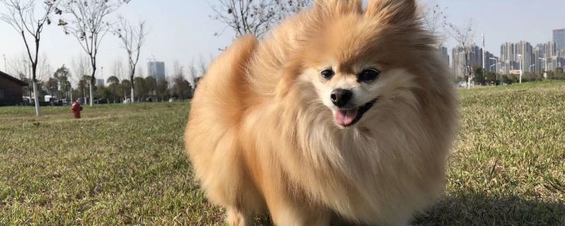 狗狗可以喝可乐吗