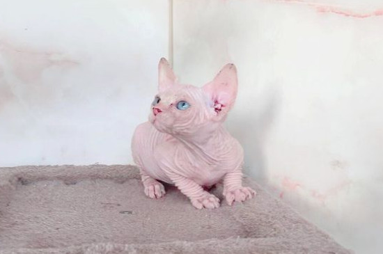 猫指甲怎么剪