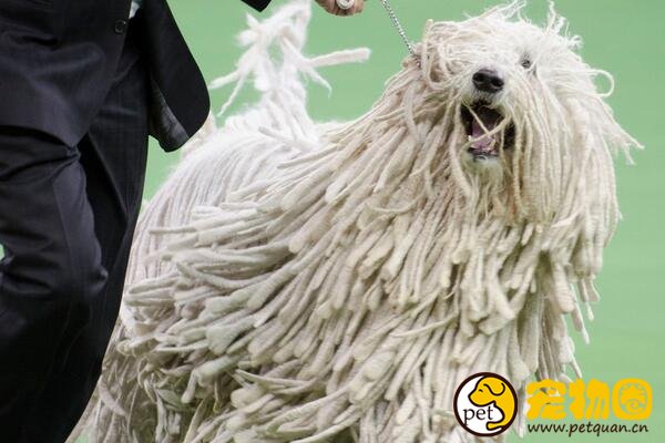 可蒙犬的毛有什么用处，凭一己之力驱赶狼群的守卫犬