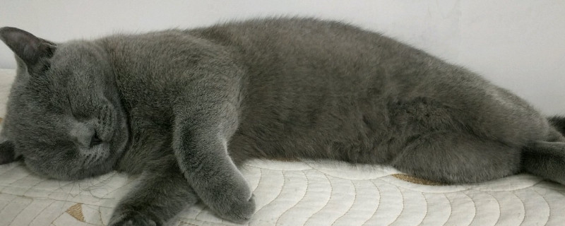 猫认识主人吗