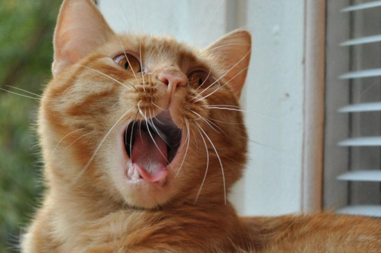 为什么不能养黄猫，黄猫为什么没人养的四大原因