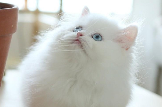 波斯猫为什么一直叫