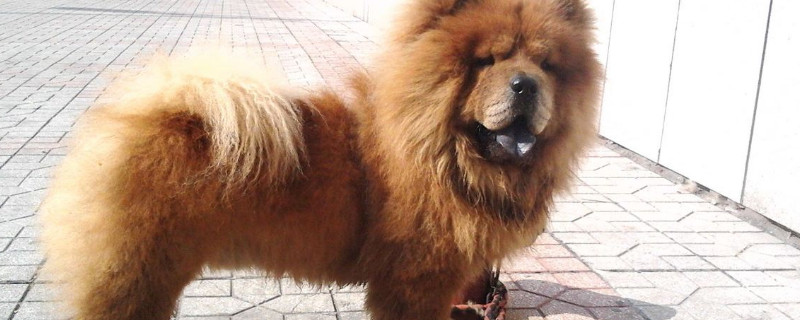 松狮犬的优缺点