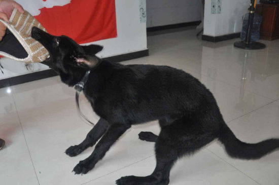 东德牧羊犬颜色标准