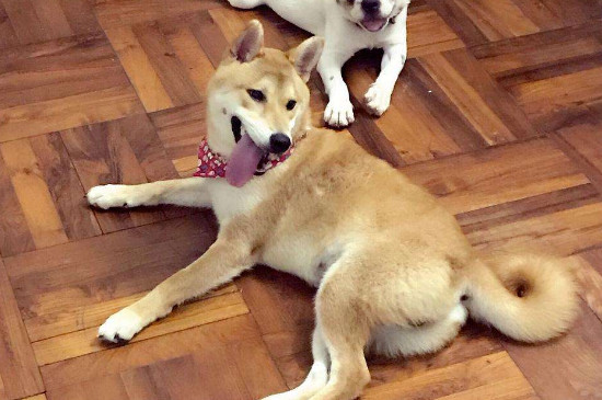 柴犬冬天可以室外养吗