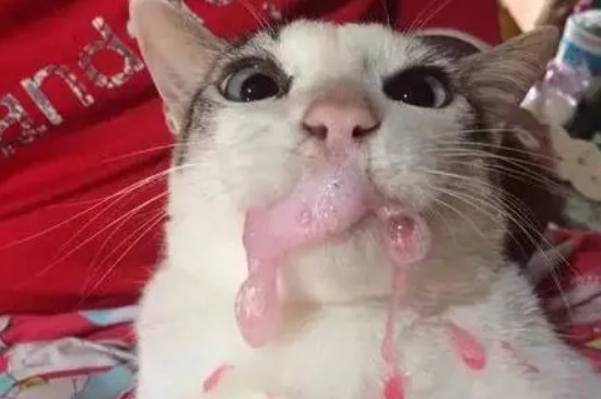 猫咪吐白沫是怎么回事