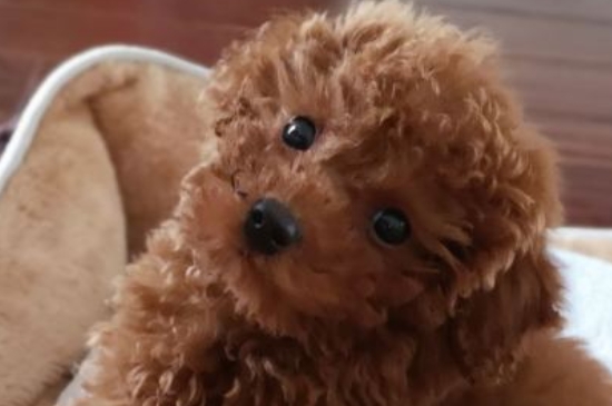 泰迪犬为什么叫泰迪