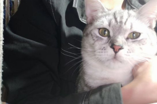 猫的眼睛是什么颜色