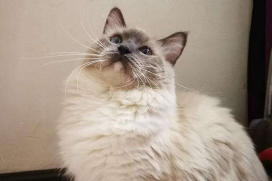猫几个月生小猫