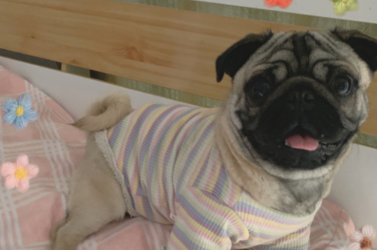 巴哥犬几种颜色