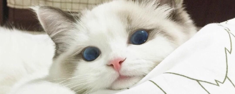 猫中毒的表现是什么