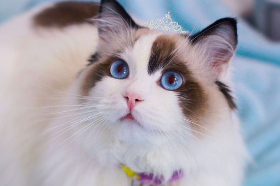 布偶猫吃什么