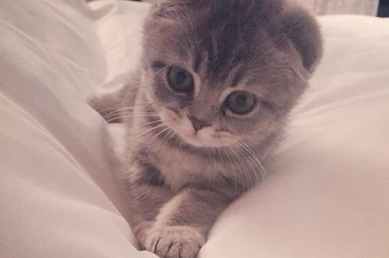遇见死猫有什么征兆