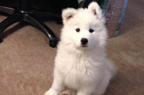 雪橇犬有几种