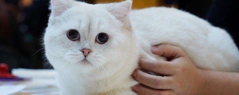 赛级猫是什么意思