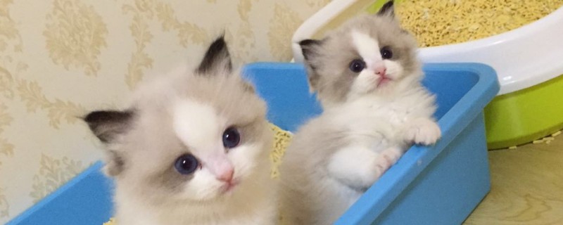奶猫一天刺激几次排尿