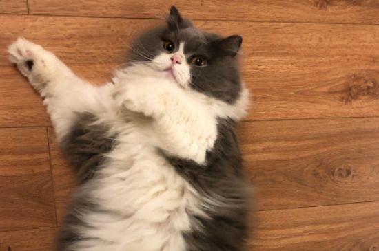 猫真菌感染怎么治