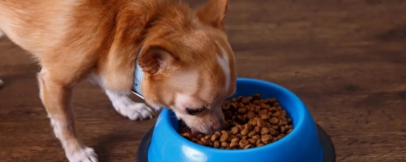 狗狗能吃香菇吗