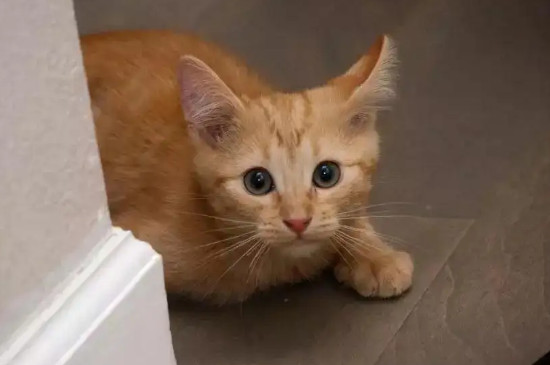 猫应激反应有哪些表现