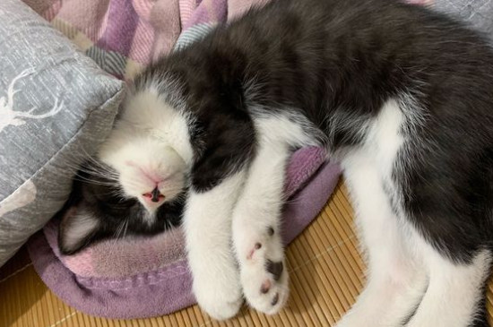 猫不吃东西怎么办