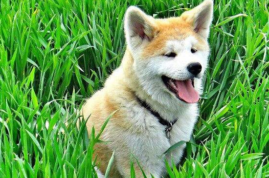 狗狗可以吃西红柿吗