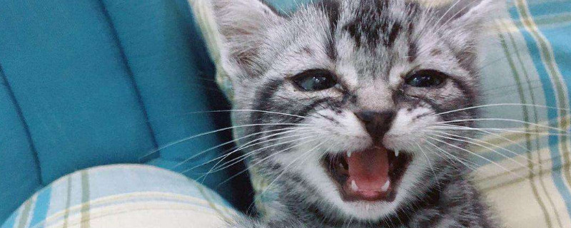 养猫的坏处