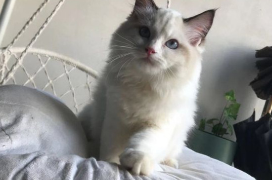 猫怕冷吗