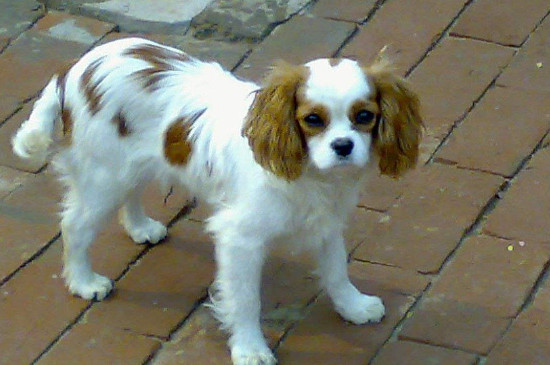 查理士王小猎犬优缺点
