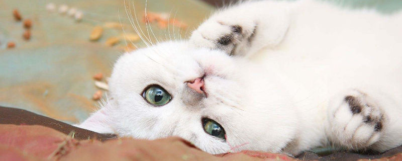 猫咪尿频而且每次只尿一点