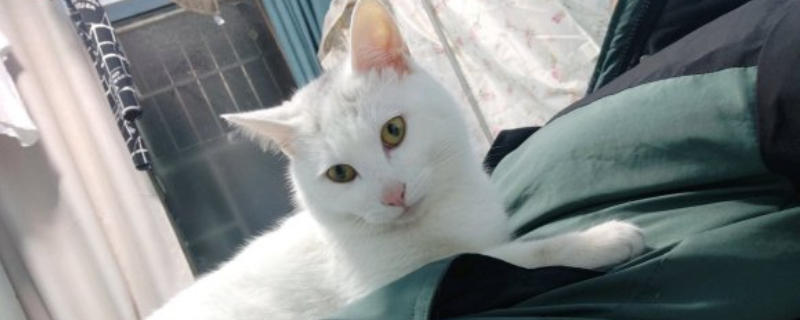 猫的睡眠一天多少小时