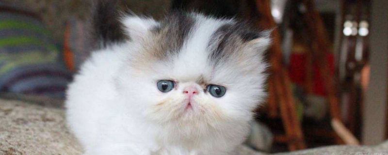 加菲猫发情有什么表现