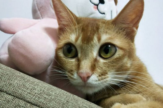 猫抓板的作用