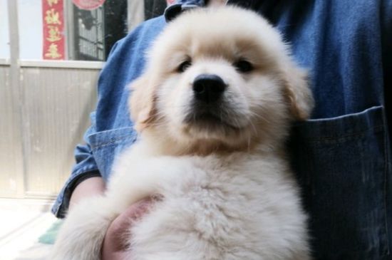 狗半夜一直叫唤为什么