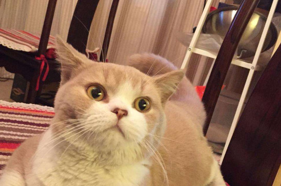 猫传腹会传染吗，猫传腹要隔离其他猫吗